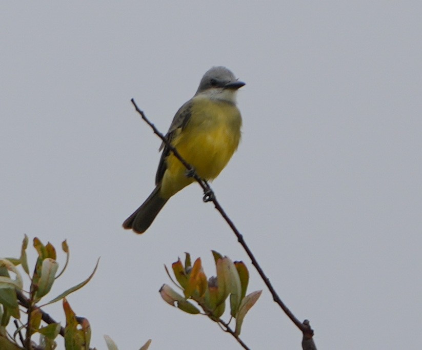 Tropical Kingbird - ML642552674