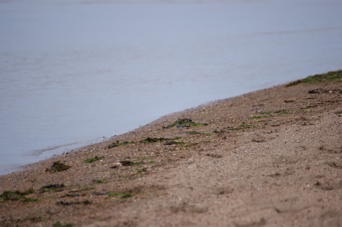 White Wagtail (British) - ML642552675