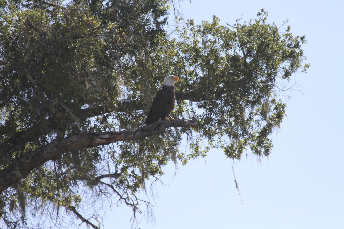 Bald Eagle - ML642552684