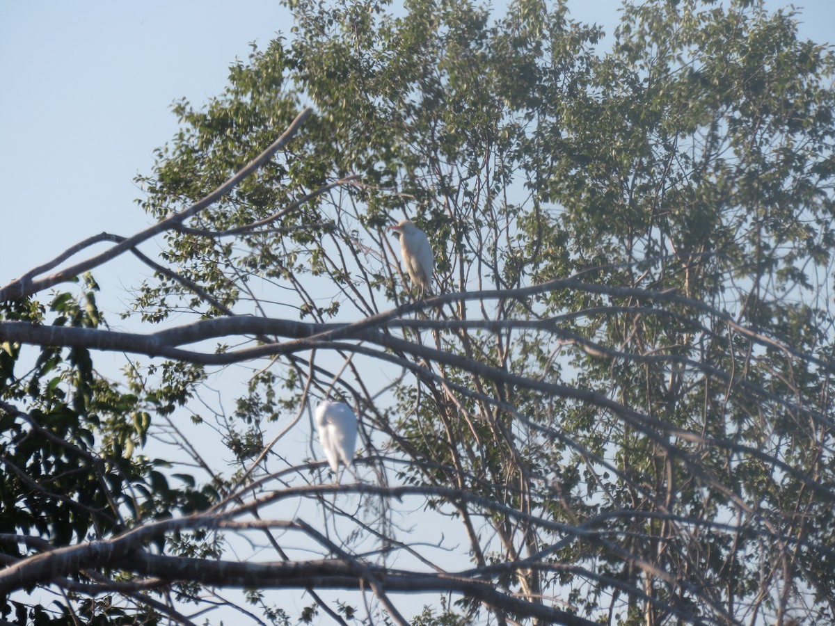 Western Cattle-Egret - ML642552690