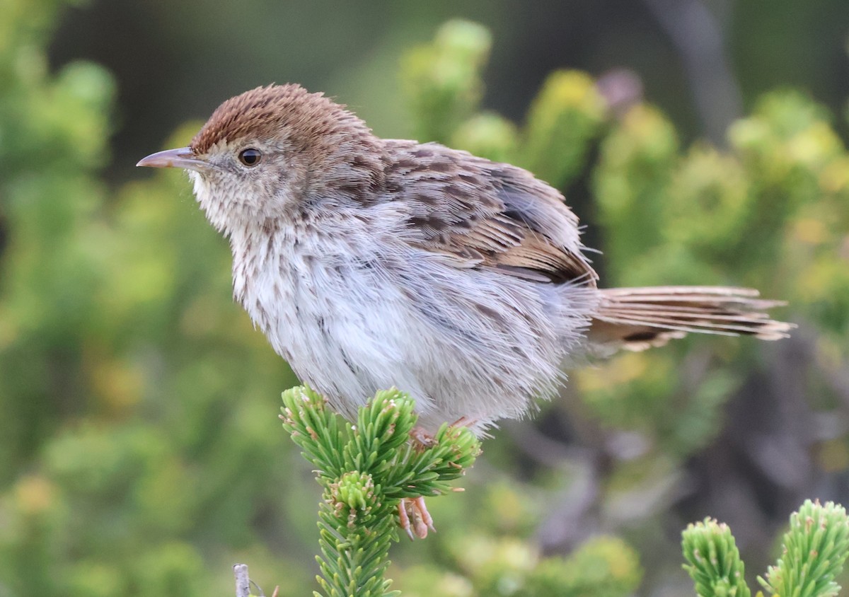 gråryggressanger (subruficapilla gr.) - ML642552698