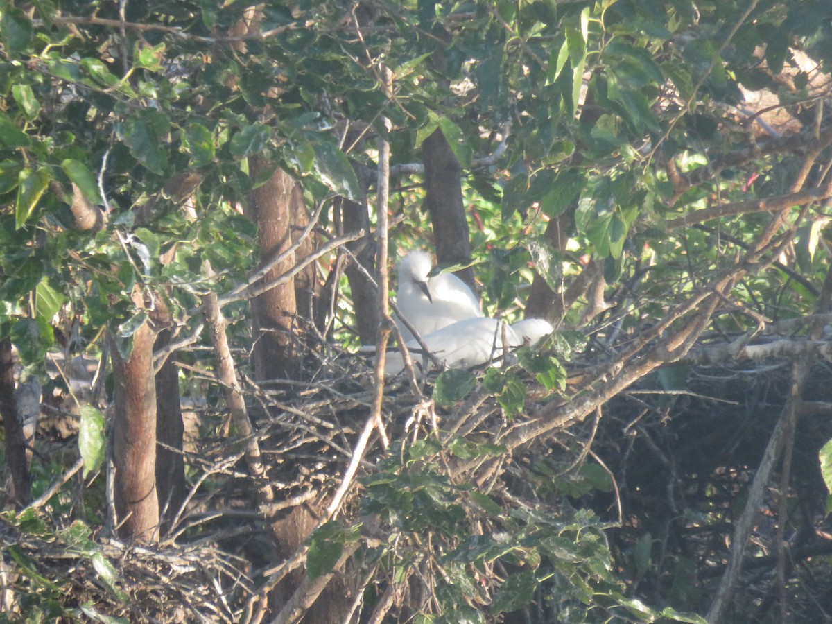 Western Cattle-Egret - ML642552705