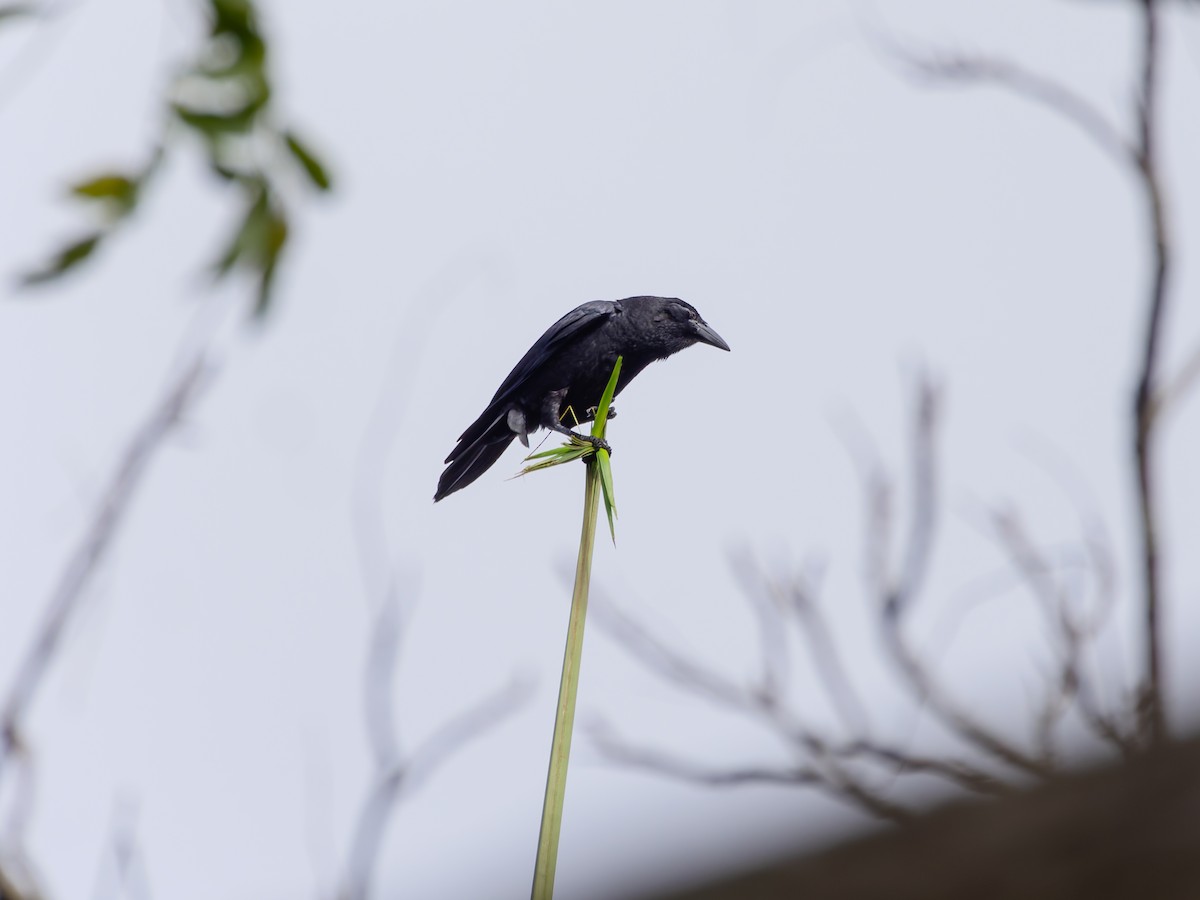 Cuban Crow - ML642552706