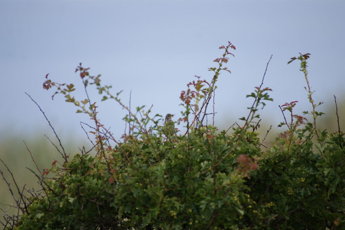 Meadow Pipit - ML642552707
