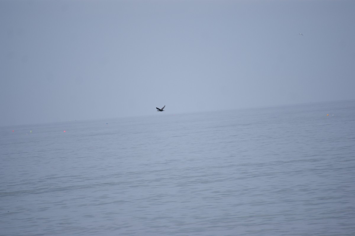 Great Cormorant - ML642552718