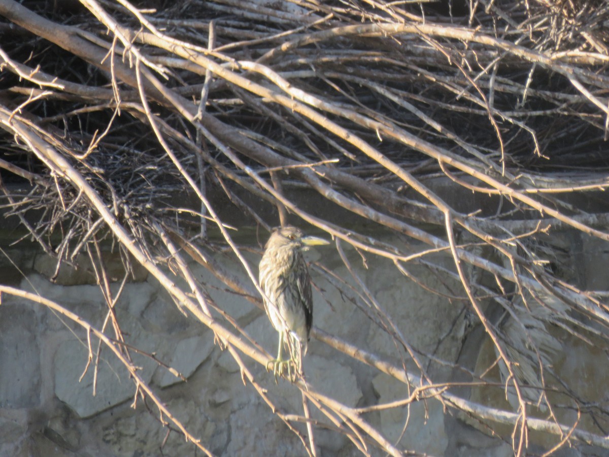Black-crowned Night Heron - ML642552727
