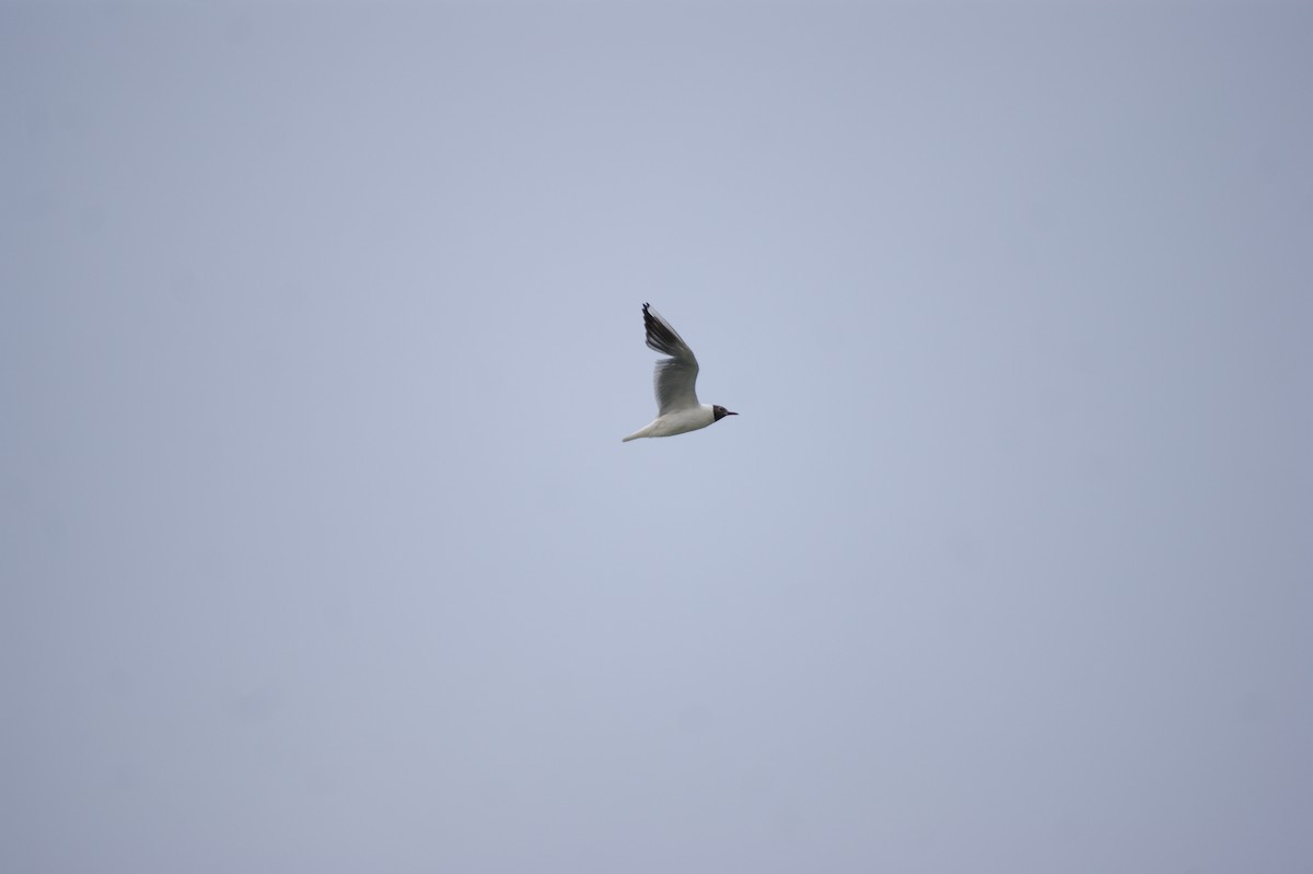 Black-headed Gull - ML642552750