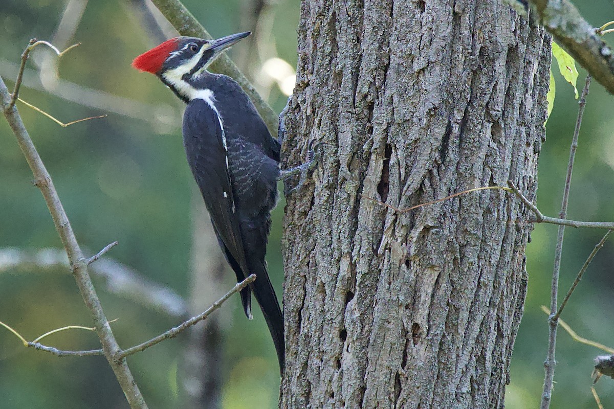Pileated Woodpecker - ML642552774