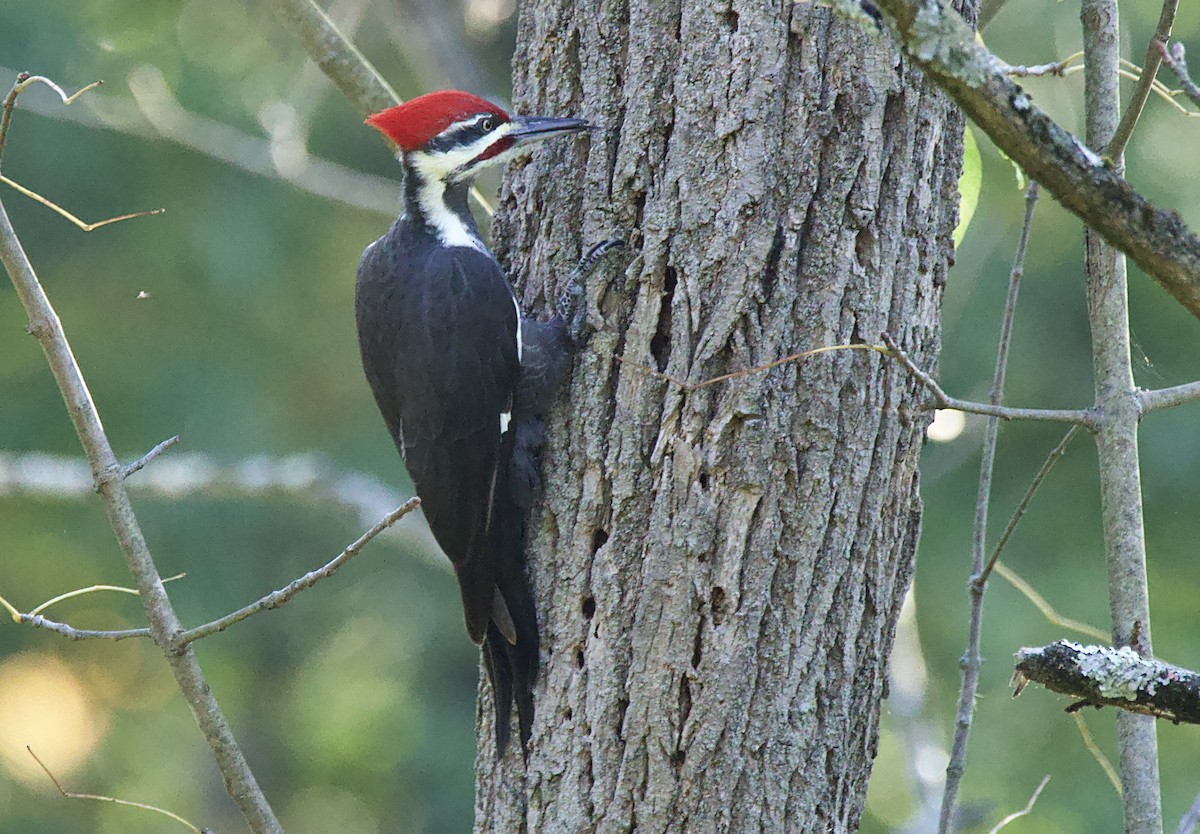 Pileated Woodpecker - ML642552775