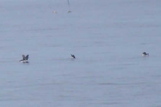 Razorbill - ML642552784