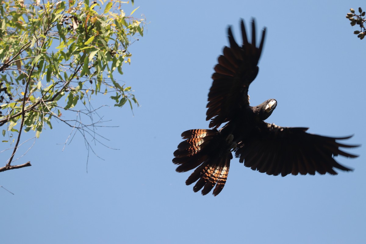 Red-tailed Black-Cockatoo - ML642552794