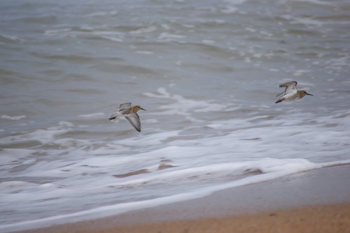 Dunlin - ML642552836