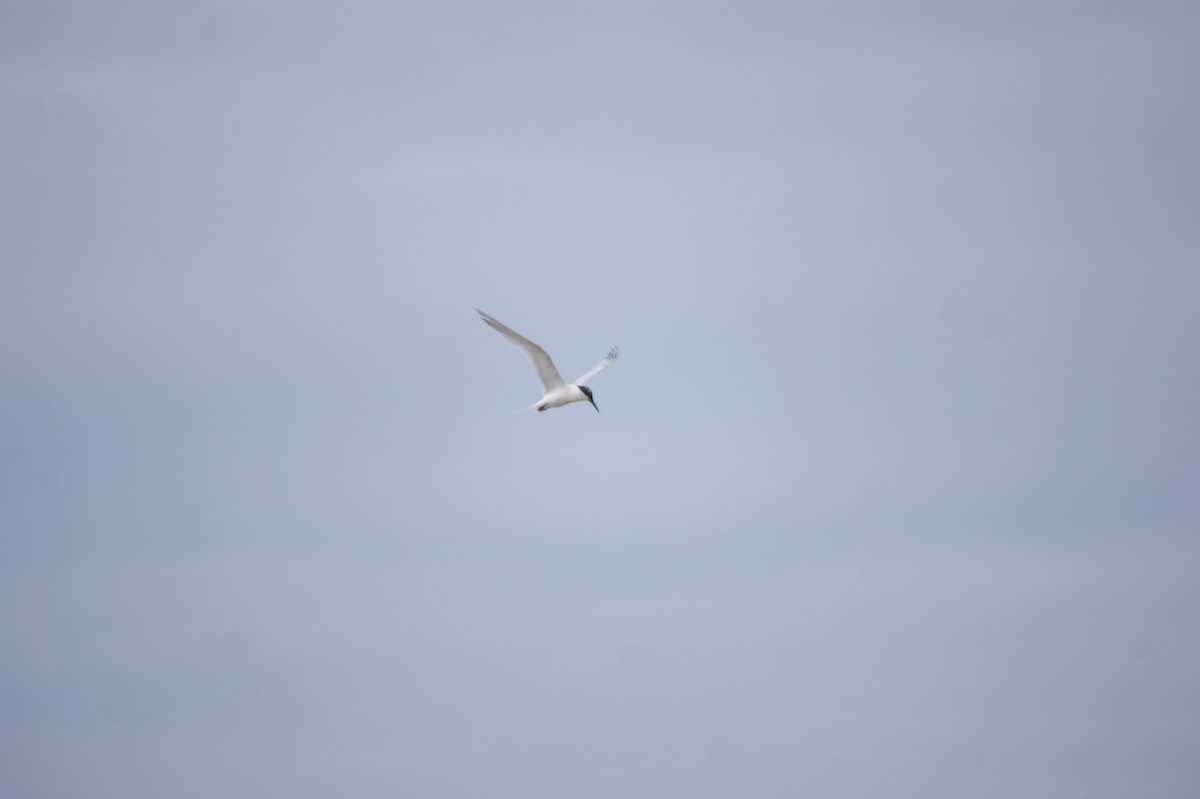 Sandwich Tern - ML642552854