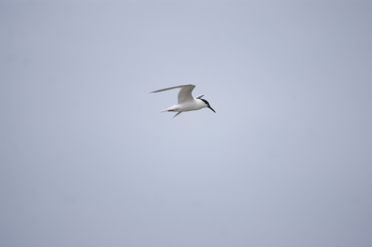 Sandwich Tern - ML642552863