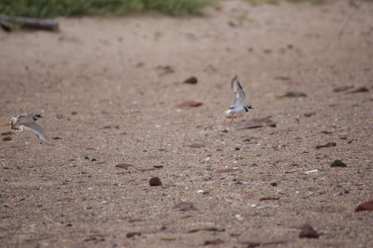 Common Ringed Plover - ML642552905