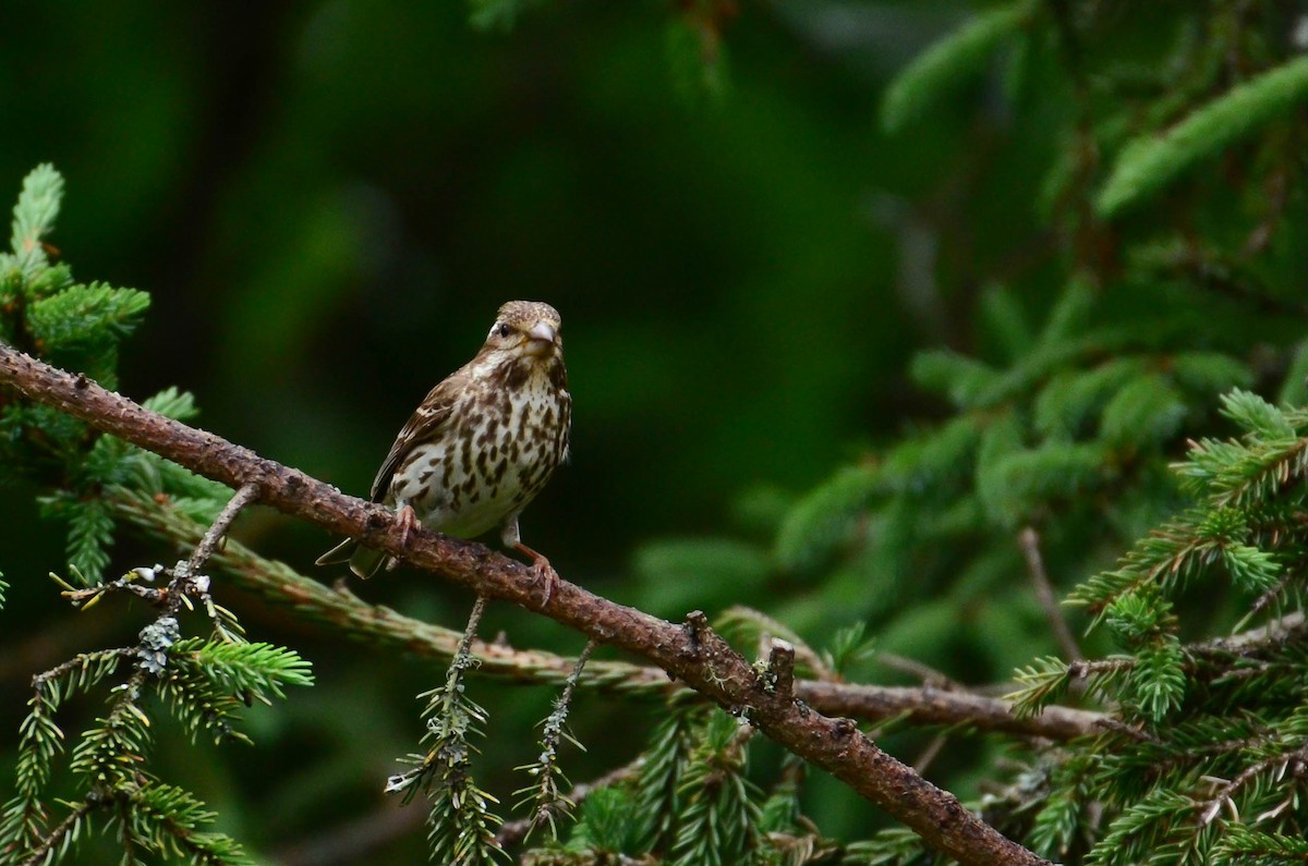 Purple Finch - Anita Morales