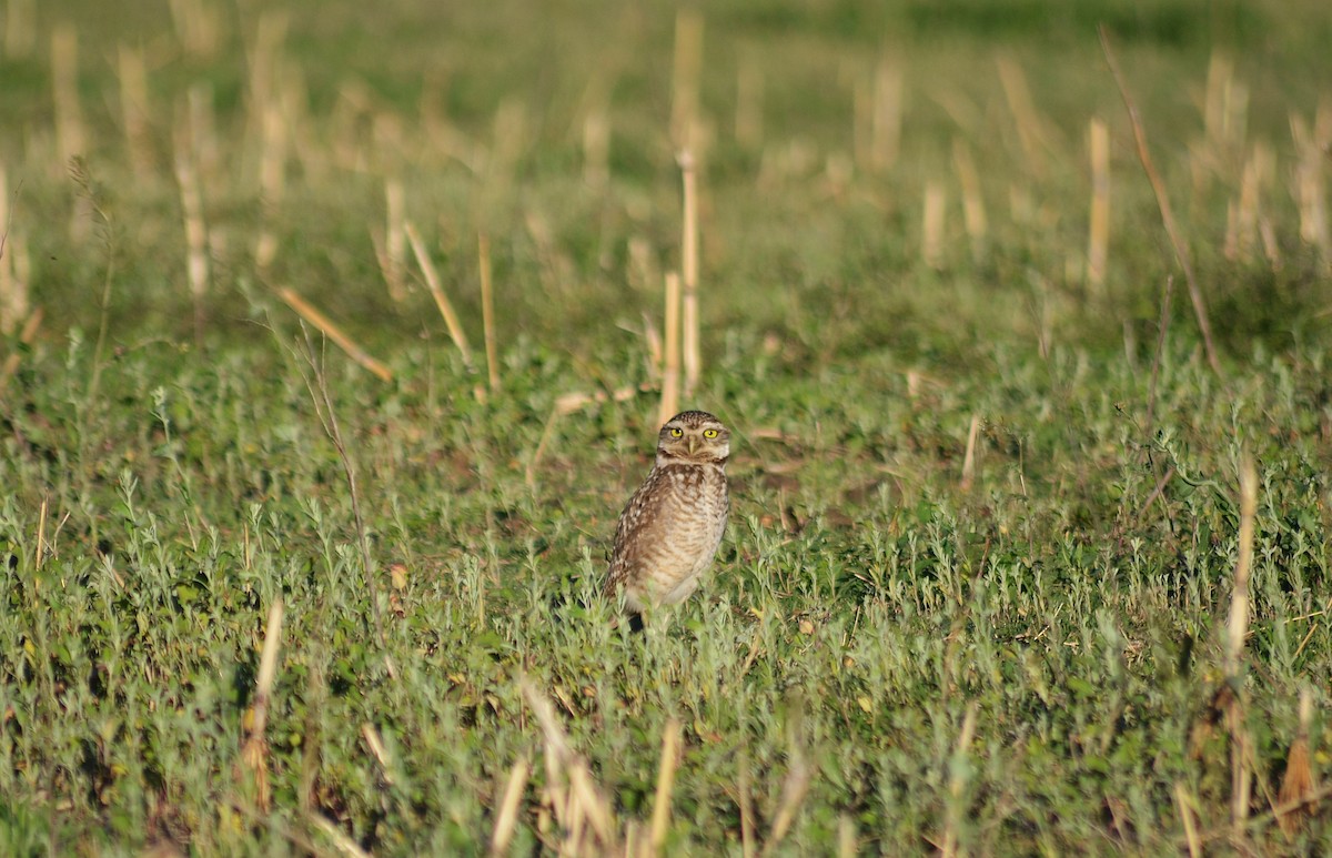 アナホリフクロウ - ML642552918