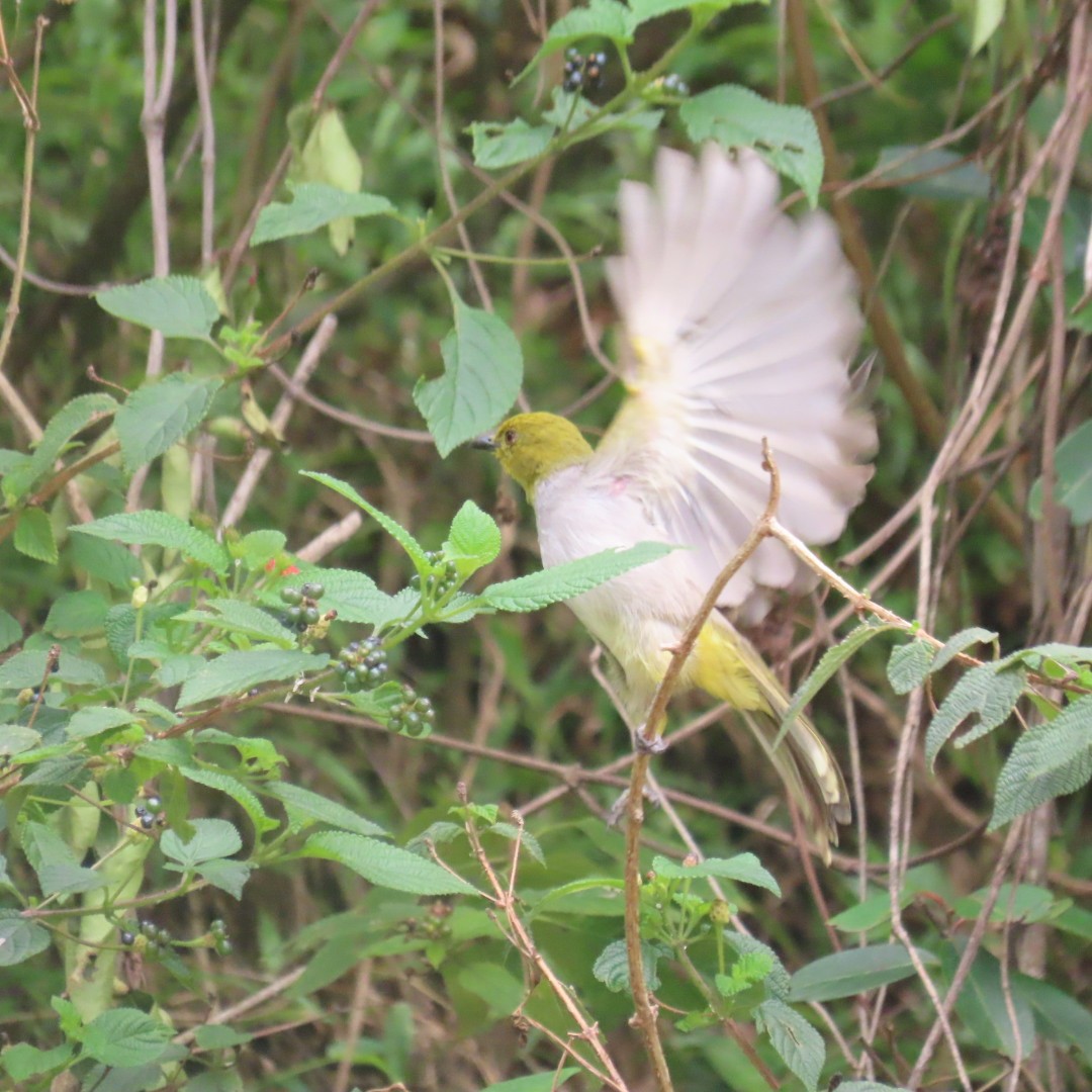 Yellow-throated Bulbul - ML642552937