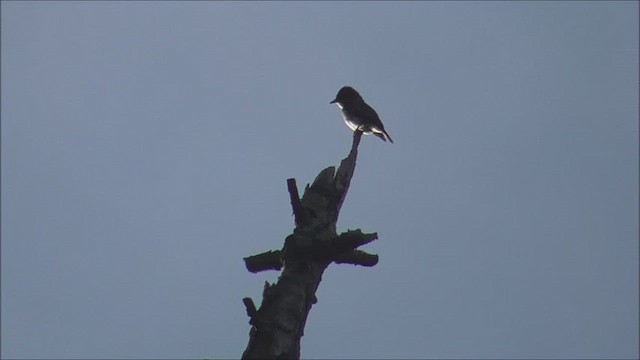 Olive-sided Flycatcher - ML642552954
