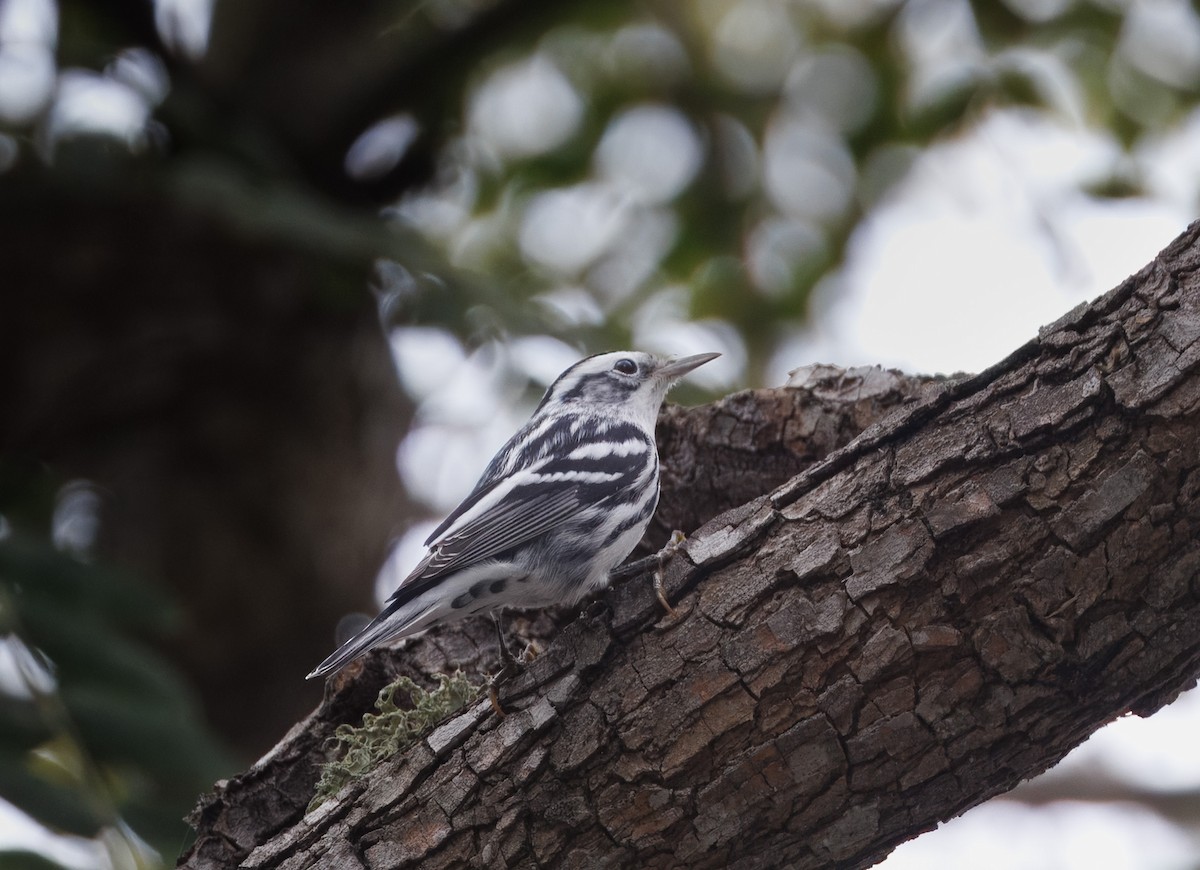 Black-and-white Warbler - John Callender