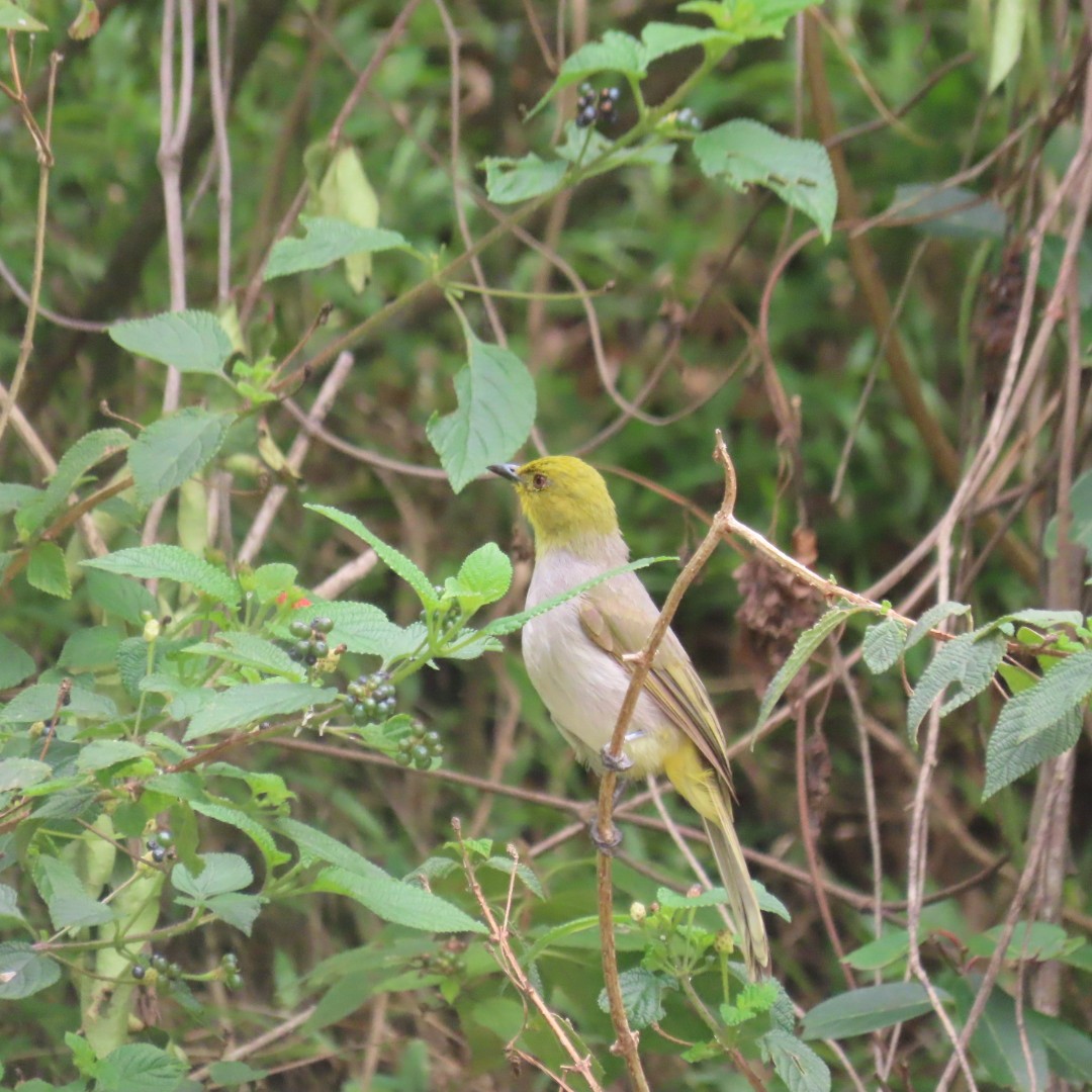 Yellow-throated Bulbul - ML642552979