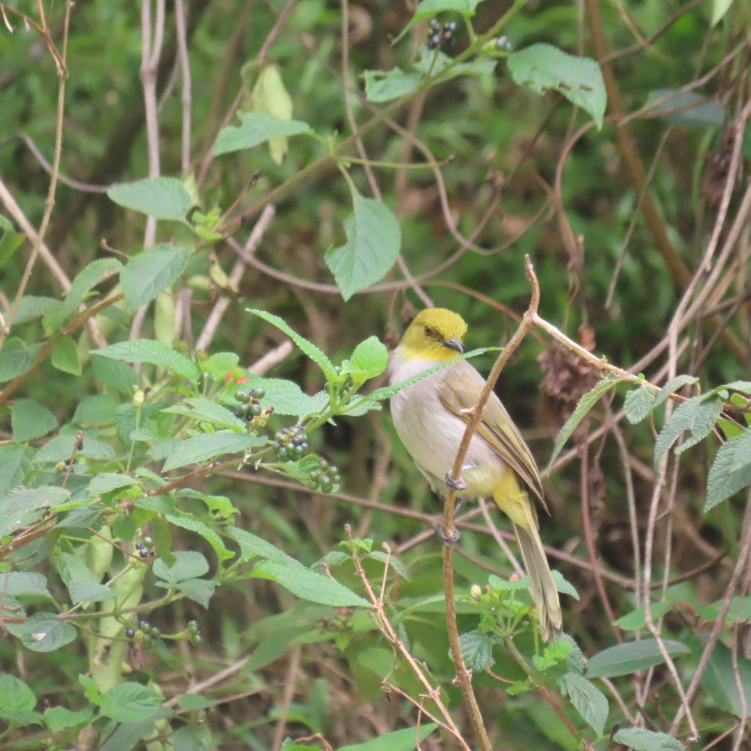 Yellow-throated Bulbul - ML642552980