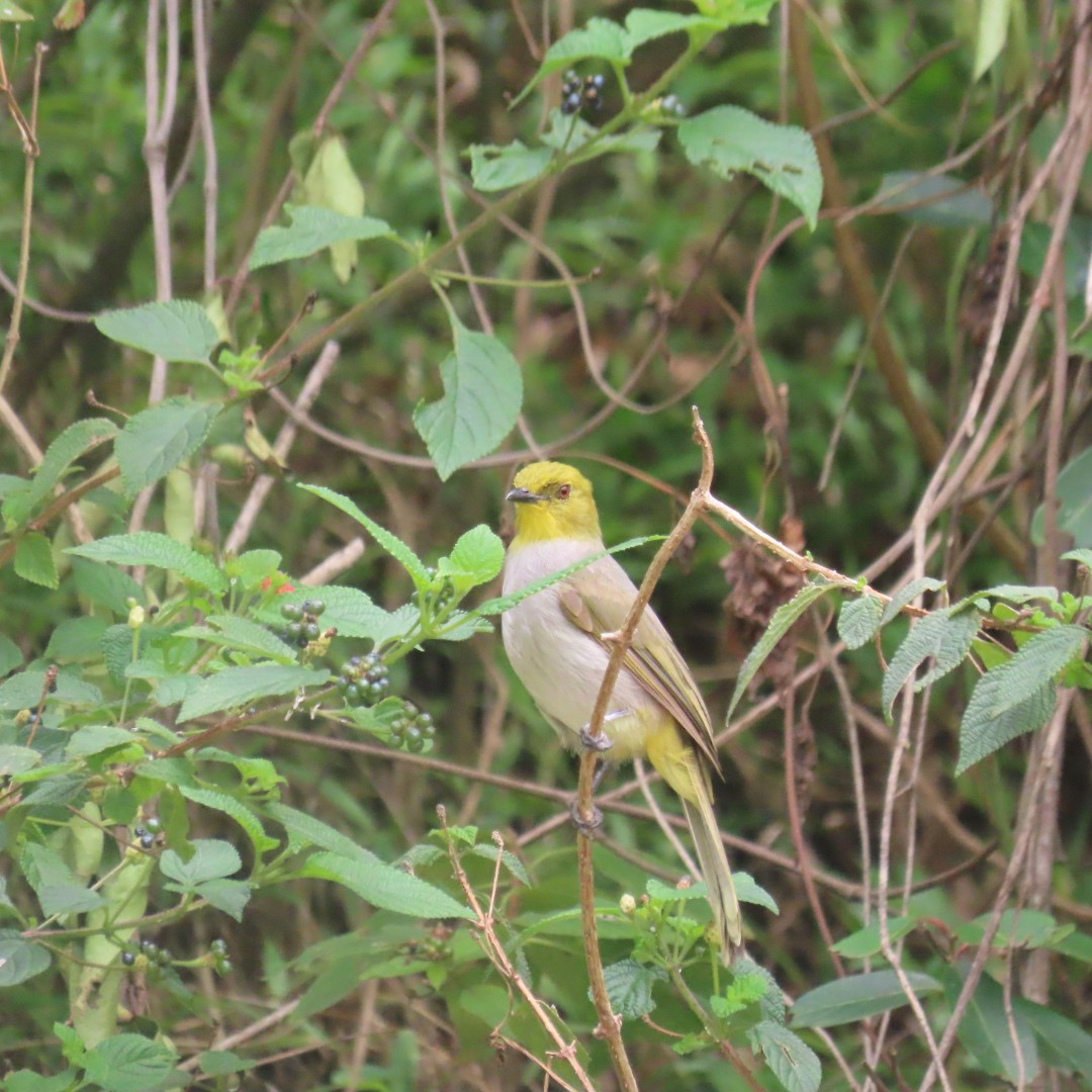 Yellow-throated Bulbul - ML642552981