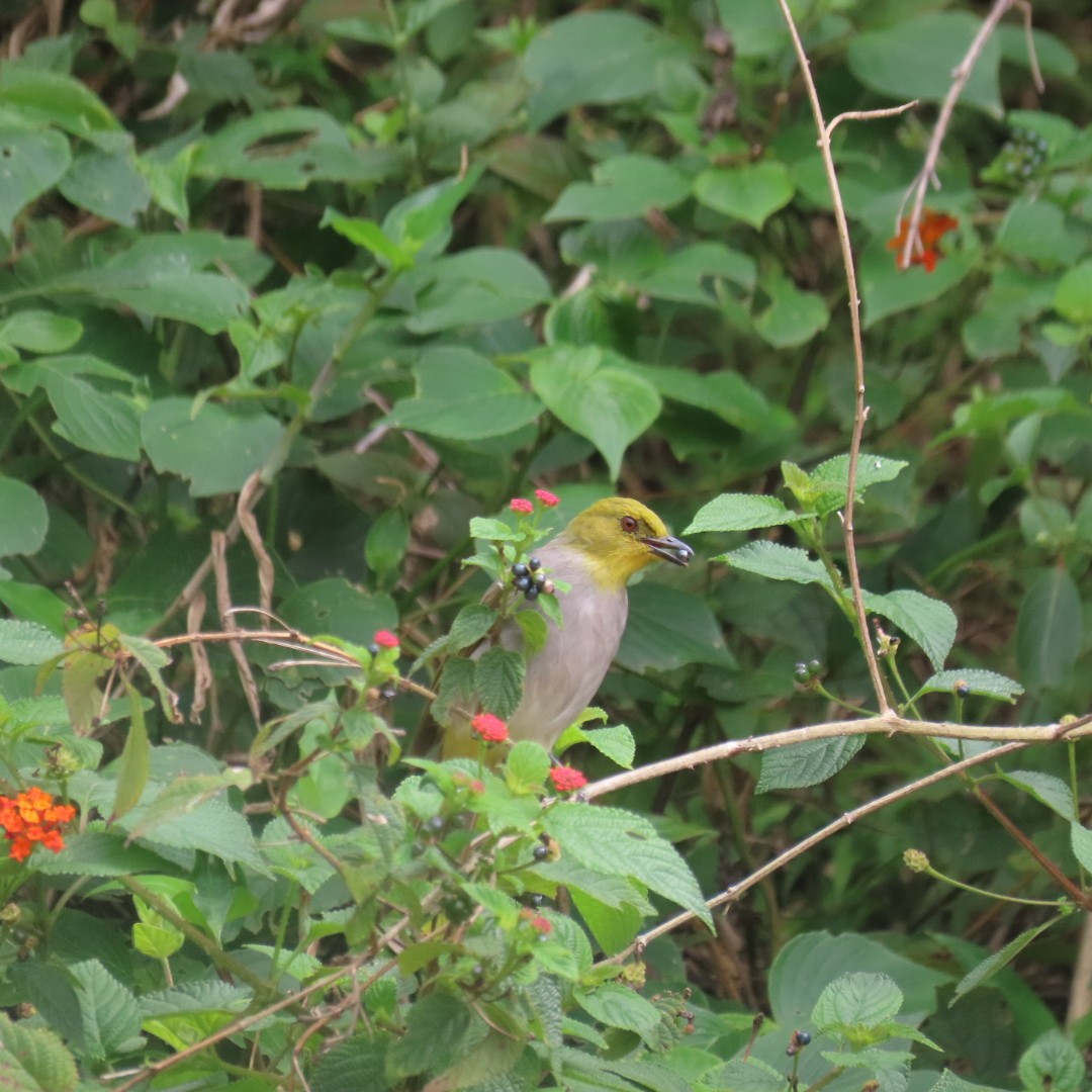 Yellow-throated Bulbul - ML642552982