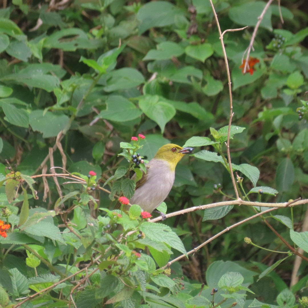 Yellow-throated Bulbul - ML642552983