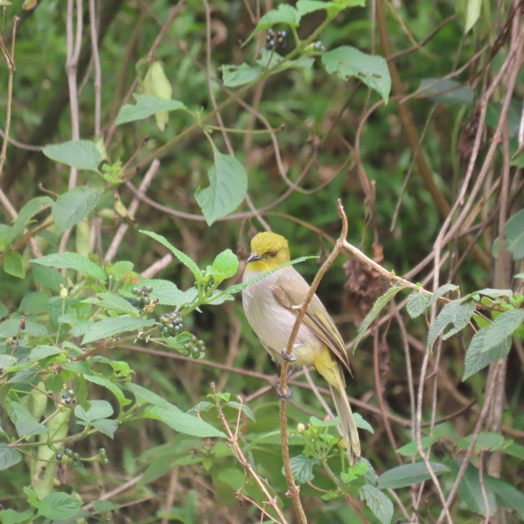 Yellow-throated Bulbul - ML642552984