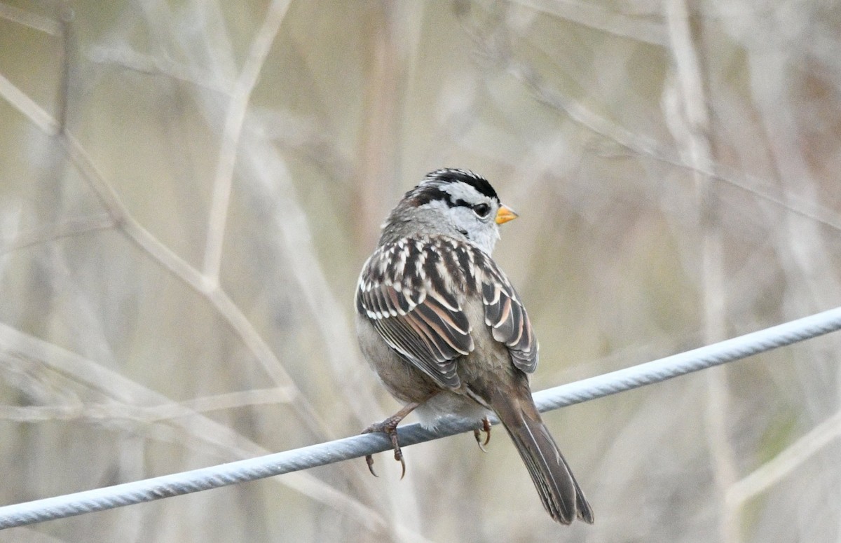 White-crowned Sparrow (nuttalli) - ML642553017