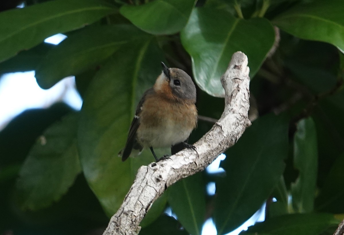 Kauai Elepaio - ML642553027