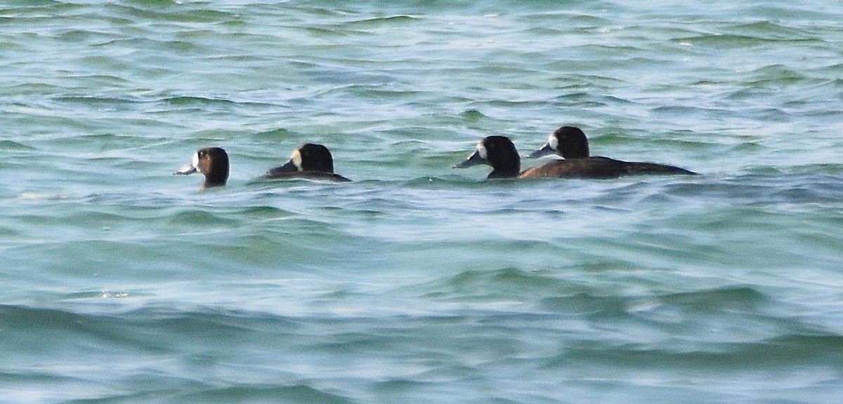 Lesser Scaup - ML642553029