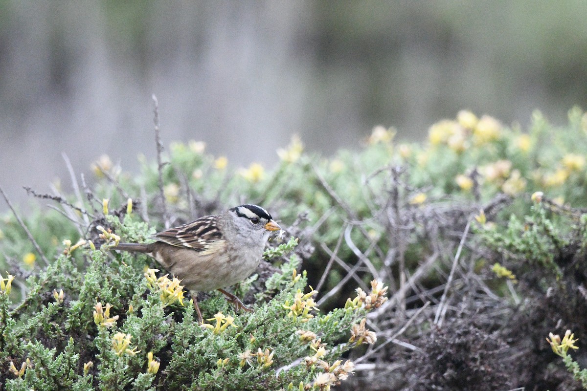 White-crowned Sparrow (nuttalli) - ML642553036