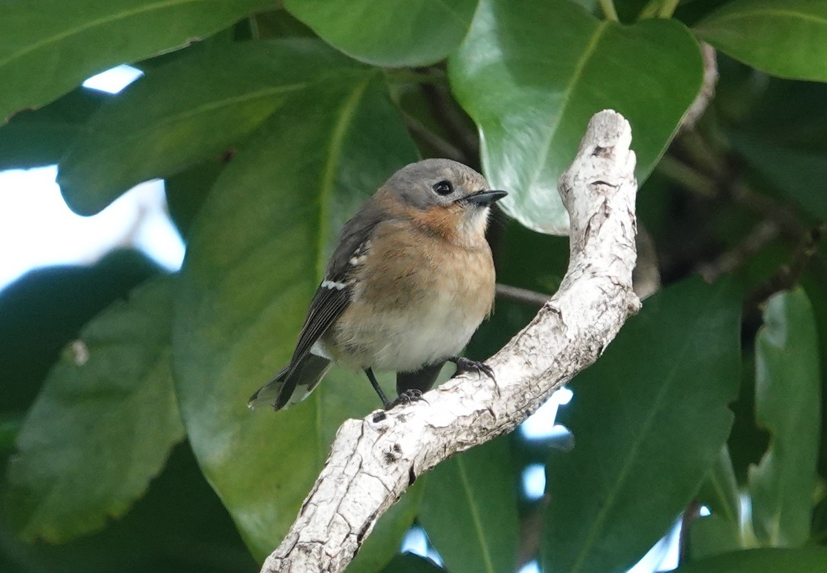 Kauai Elepaio - ML642553041