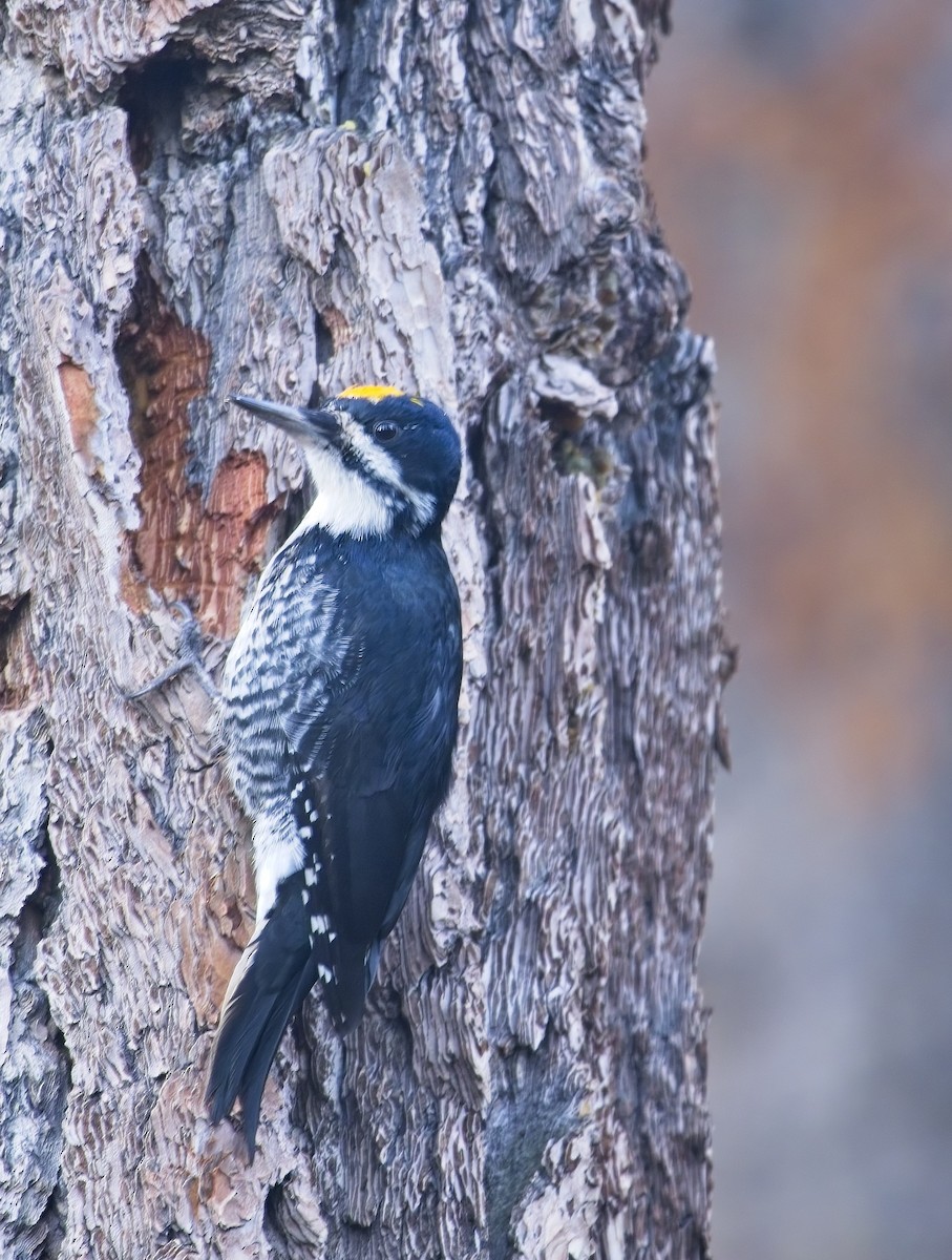 Black-backed Woodpecker - ML642553043