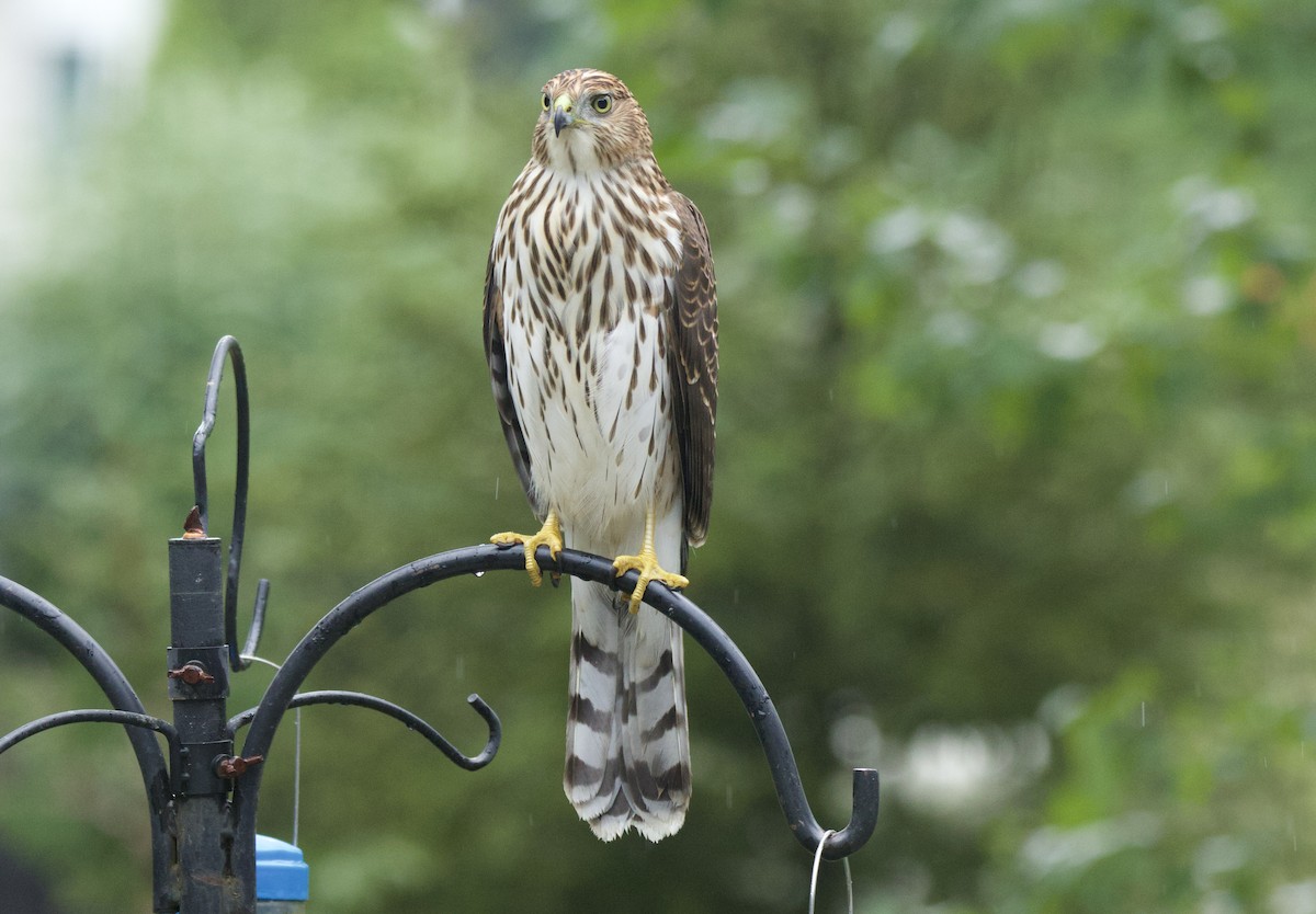 Cooper's Hawk - ML642553066