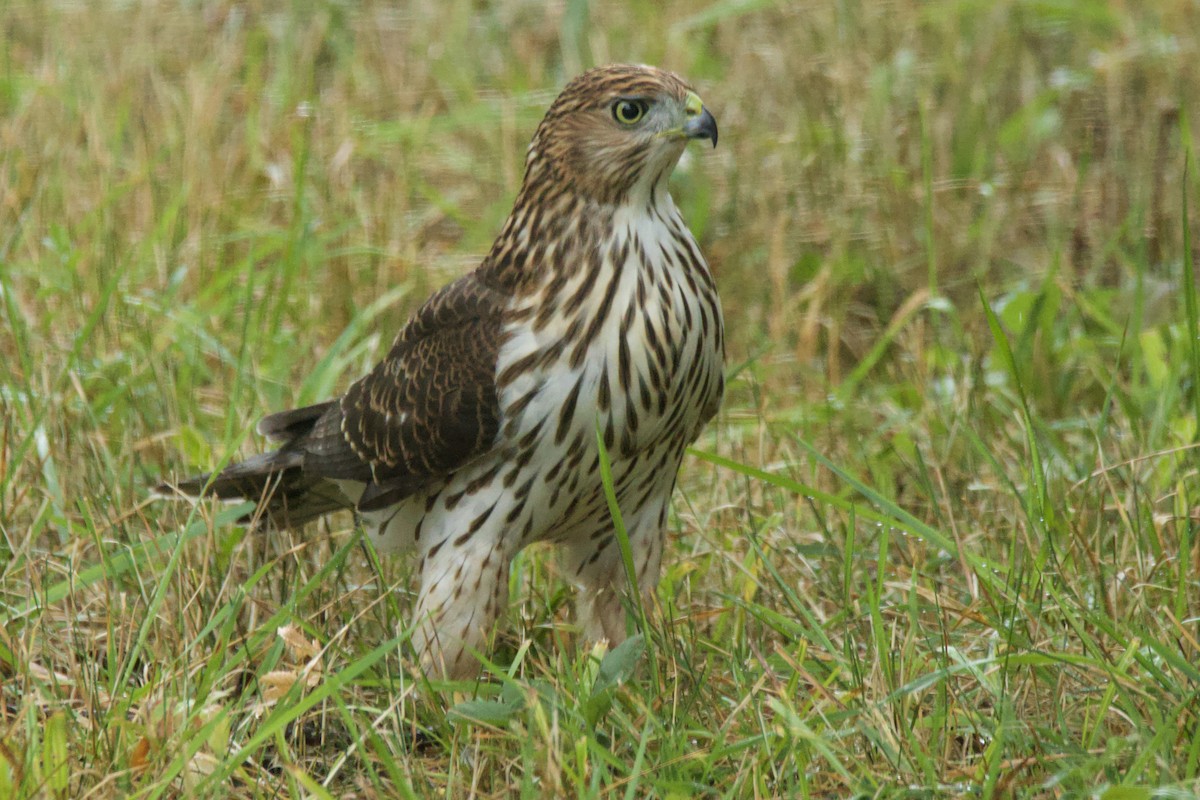 Cooper's Hawk - ML642553067