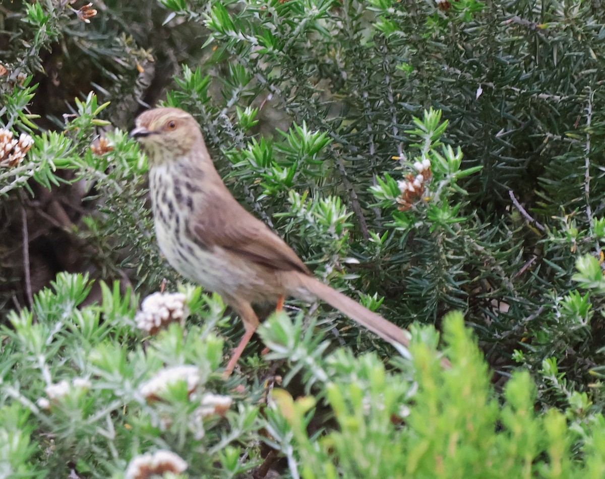 flekkprinia - ML642553077