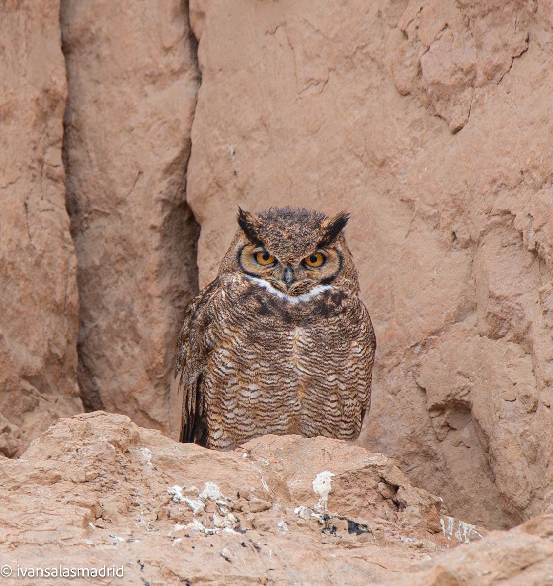 Lesser Horned Owl - ML642553091