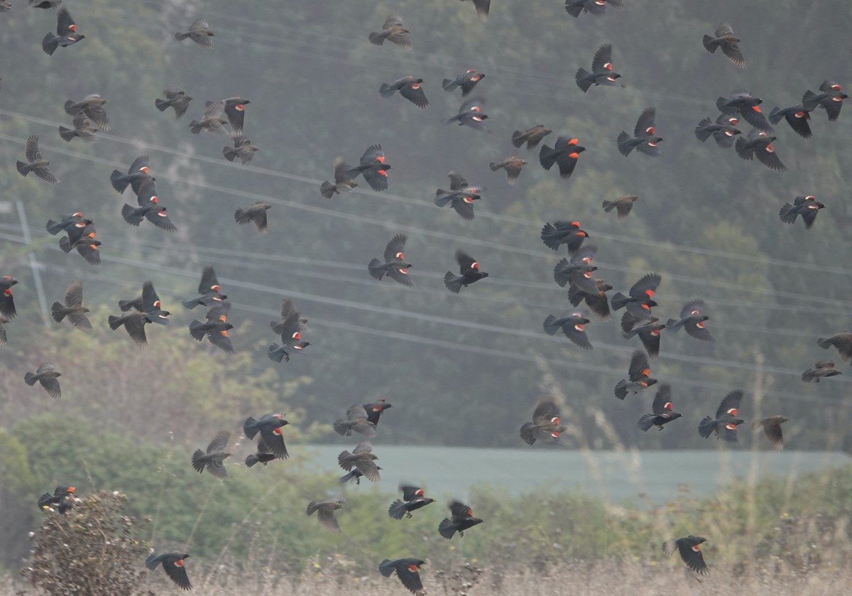Red-winged Blackbird (California Bicolored) - ML642553121