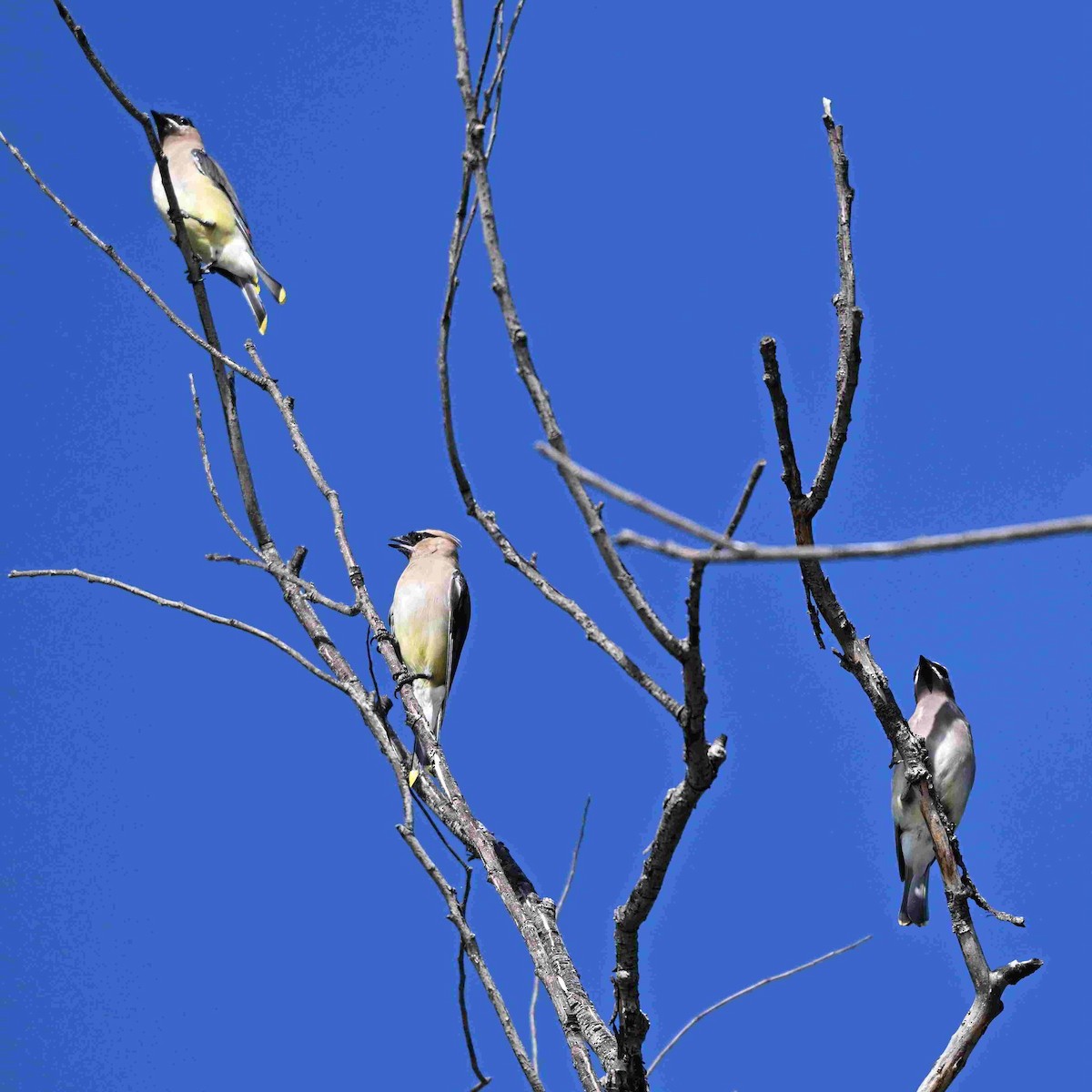 Cedar Waxwing - ML642553144