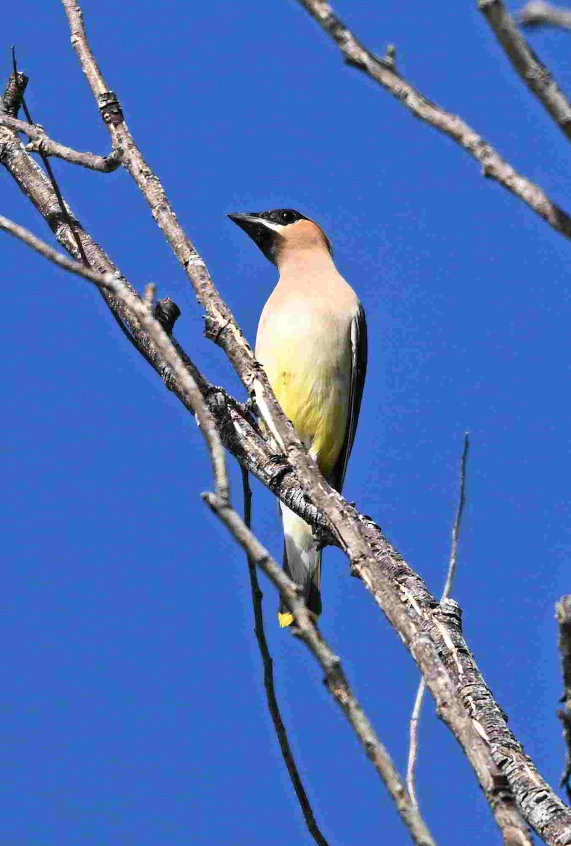 Cedar Waxwing - ML642553153