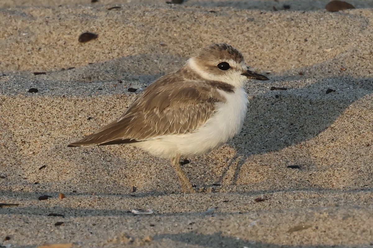 Txenadatxo antillarra - ML642553160