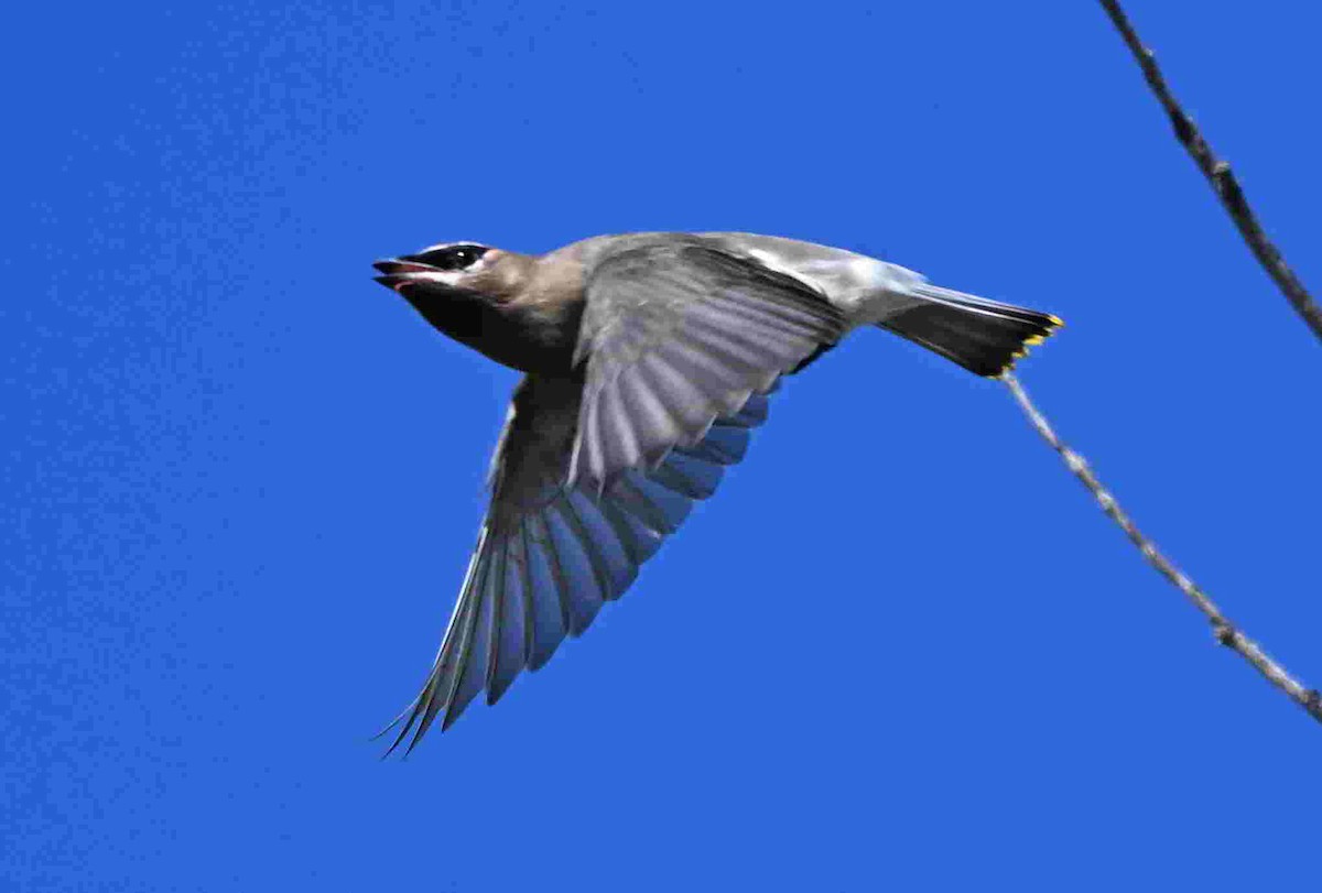 Cedar Waxwing - ML642553184