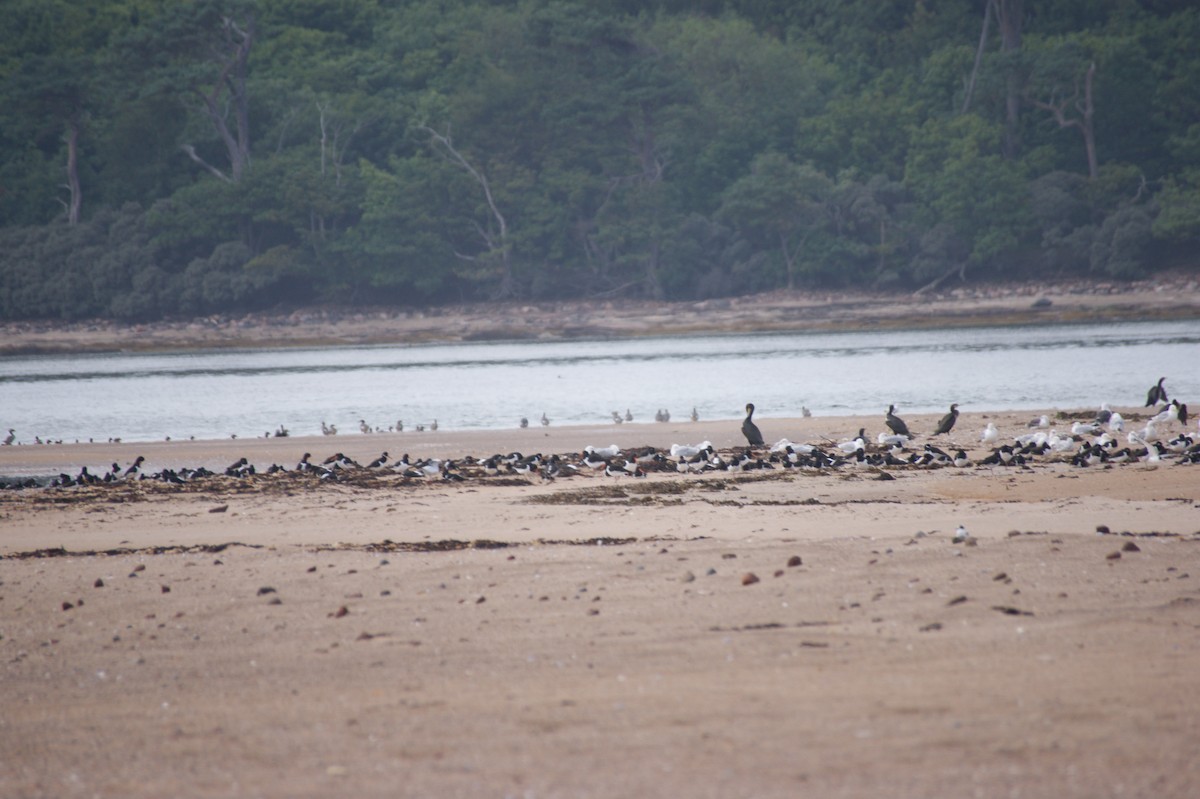 Eurasian Oystercatcher - ML642553192