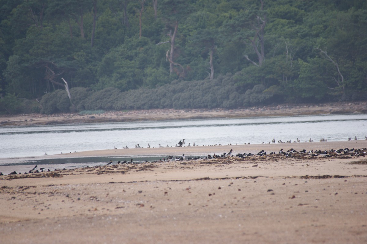 Common Merganser - ML642553212