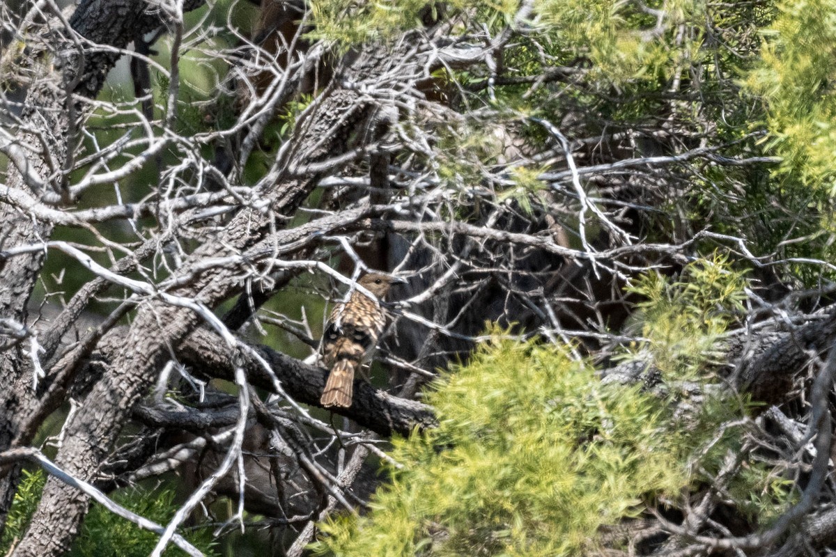 Spotted Bowerbird - ML642553225