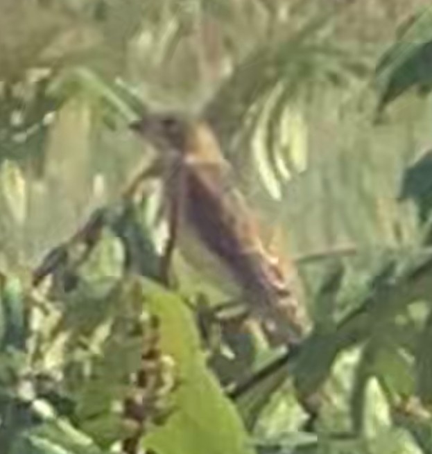 Dickcissel - ML642553232