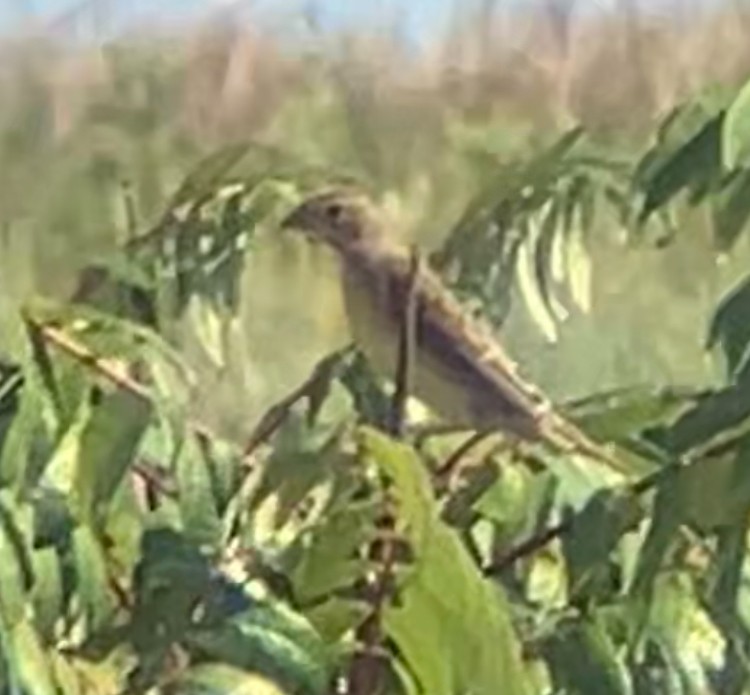 Dickcissel - ML642553234